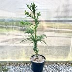 Kryptoméria japonská (Cryptomeria japonica) ´RASEN´ - výška 50-70 cm, kont. C3L